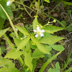Geum canadense camporum