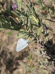 Celastrina argiolus