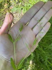 Myosotis sparsiflora