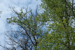 Hippolais icterina