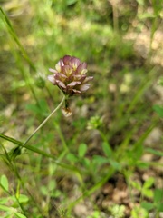 Trifolium grandiflorum