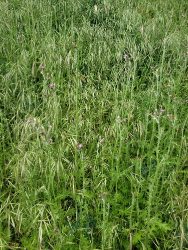 Carduus pycnocephalus iNat (3)