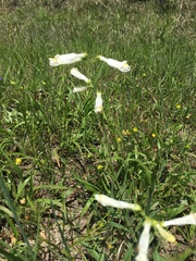 Penstemon oklahomensis