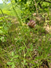 Trifolium grandiflorum