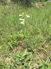 Penstemon oklahomensis