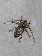 Aegomorphus modestus