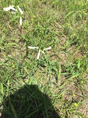 Penstemon oklahomensis