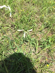 Penstemon oklahomensis