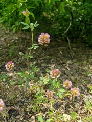 Trifolium grandiflorum