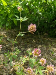 Trifolium grandiflorum