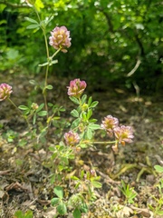Trifolium grandiflorum