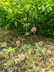 Trifolium grandiflorum