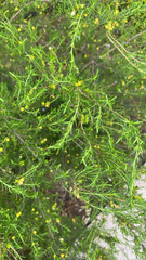 Hypericum fasciculatum