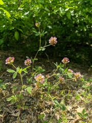 Trifolium grandiflorum