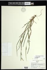 Carex digitalis digitalis