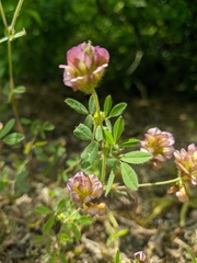 Trifolium grandiflorum