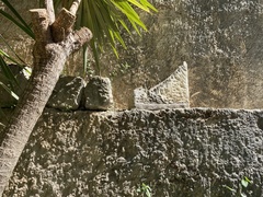 Phoenicolacerta laevis