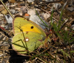 Colias croceus