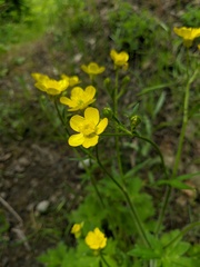 Ranunculus constantinopolitanus