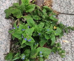 Pentaglottis sempervirens
