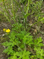 Ranunculus constantinopolitanus