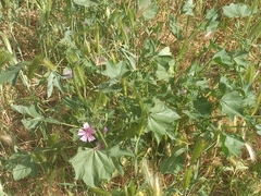 Malva sylvestris