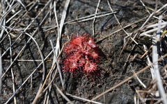 Drosera burkeana