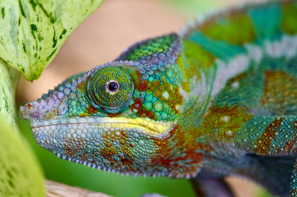Panther Chameleon