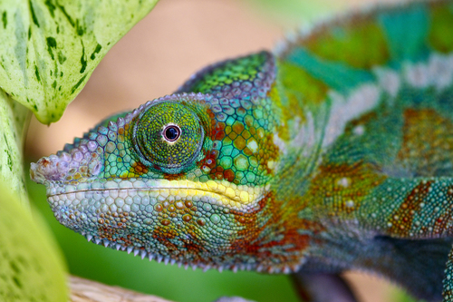 Panther Chameleon