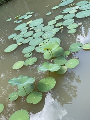 Nelumbo nucifera