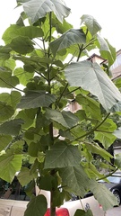 Paulownia tomentosa