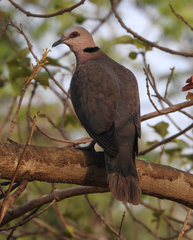 Streptopelia semitorquata