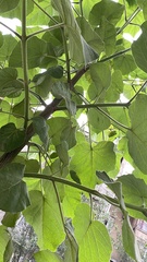 Paulownia tomentosa