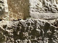 Phoenicolacerta laevis