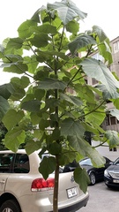 Paulownia tomentosa