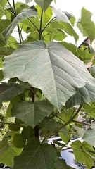 Paulownia tomentosa