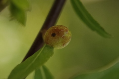 Euura acutifoliae