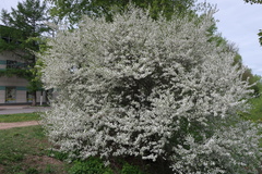 Prunus