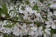 Prunus