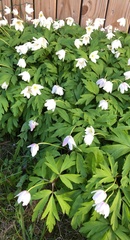 Anemonoides nemorosa