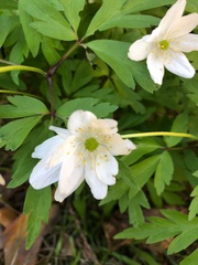 Anemonoides nemorosa