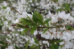 Prunus