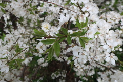 Prunus