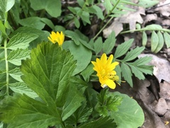 Ficaria verna