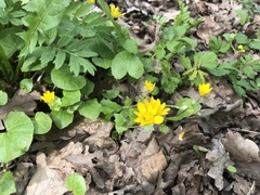 Ficaria verna