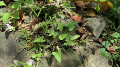 Viola inconspicua nagasakiensis
