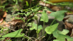 Viola inconspicua nagasakiensis