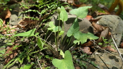 Viola inconspicua nagasakiensis