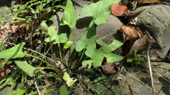 Viola inconspicua nagasakiensis