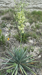 Yucca pallida